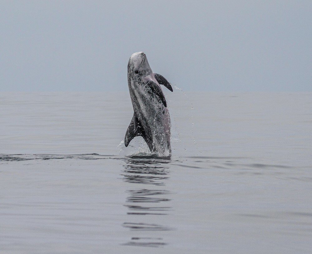 Подборка интересных и веселых картинок от Иван Кемеров за 09 сентября 2019