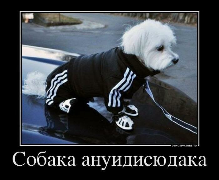 Собачьи демотиваторы