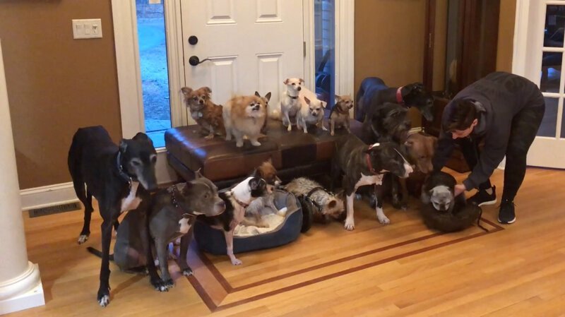 Паре удалось заставить 17 собак быть максимально неподвижными для группового фото