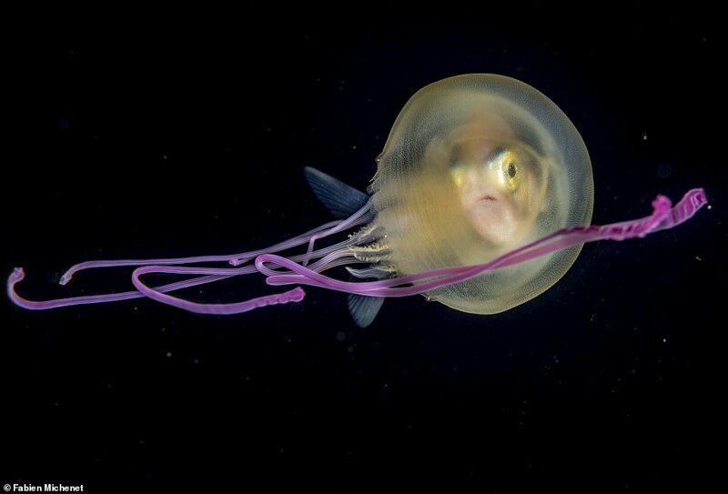 9. "Маленькая медуза", фотограф Fabien Michenet
