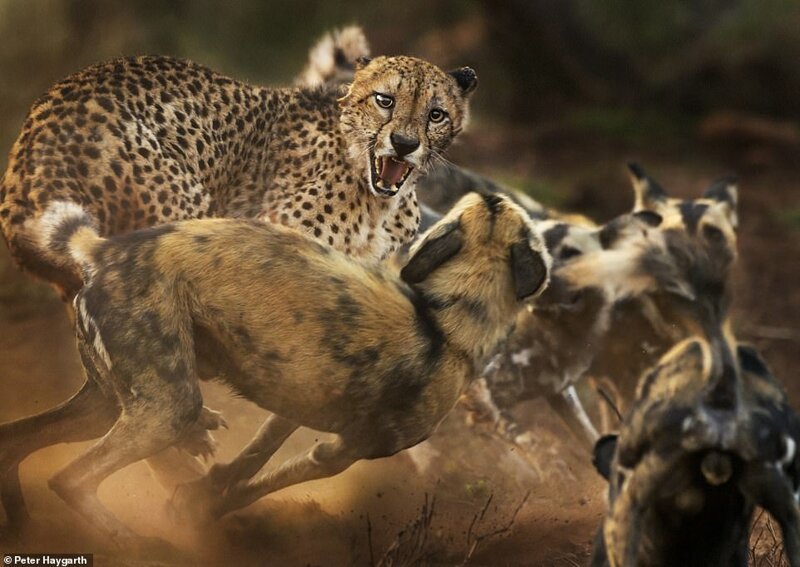 8. "Столкновение большой кошки и собак", Peter Haygarth, ЮАР