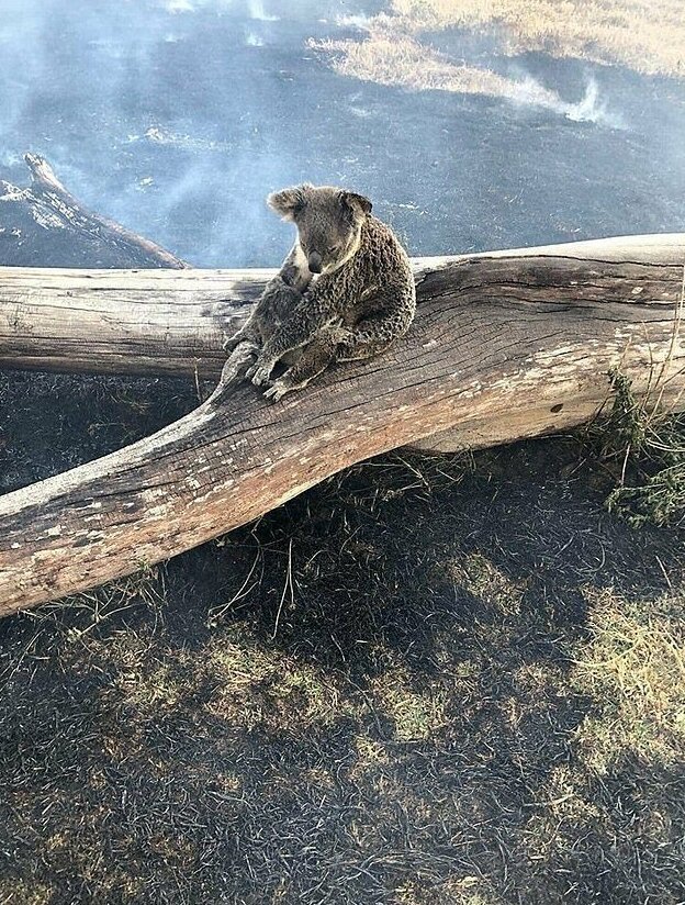 Коала спасла детеныша от лесного пожара