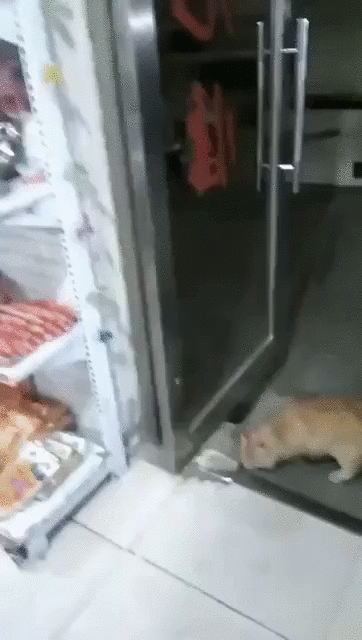 Зашел за сосиской на ужин