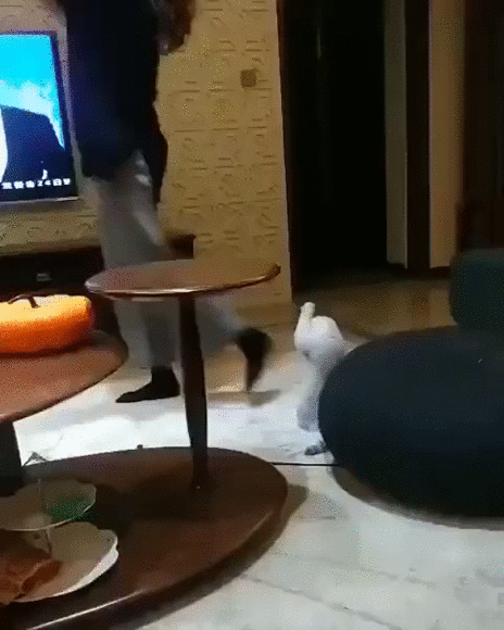 С такой хозяйкой и сам затанцуешь