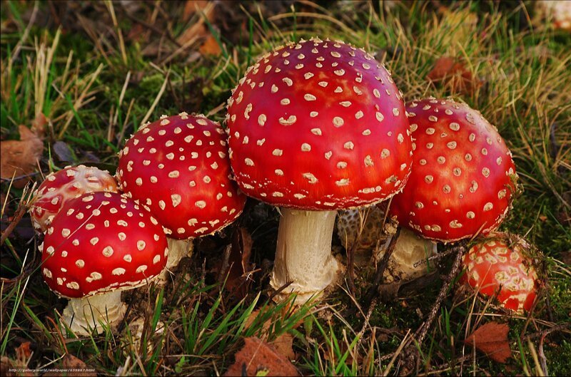 Почему чукчи не едят грибы