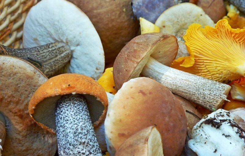 Почему народы Севера не употребляют в пищу грибы?