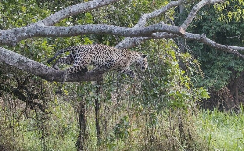 Ягуар убил крокодила, совершив невероятный бросок с дерева