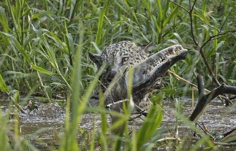 Ягуар убил крокодила, совершив невероятный бросок с дерева