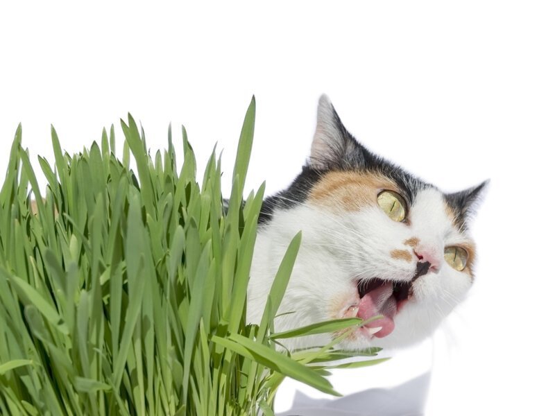 Кот и трава