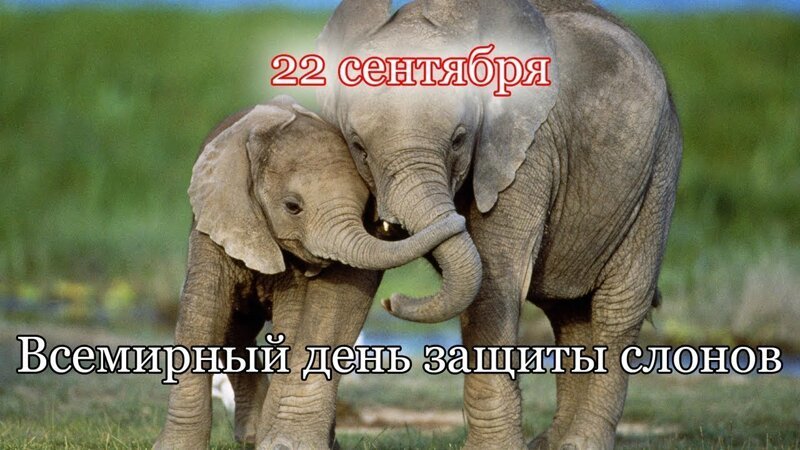 В современном календаре существует несколько дней защиты слонов: