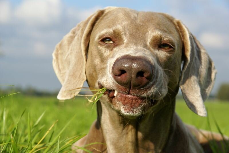 Смешные собаки. Настроение собаки. Смешные фото собак. Хорошего настроения приколы. Зачем собаки едят траву