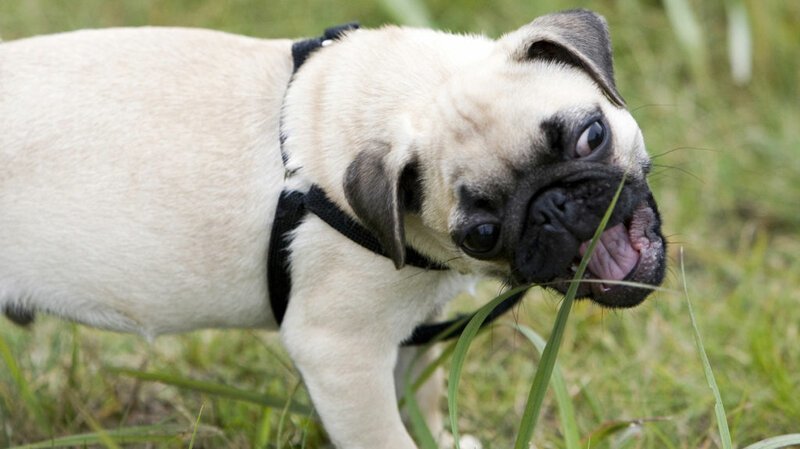 Почему собака ест во время прогулки траву?