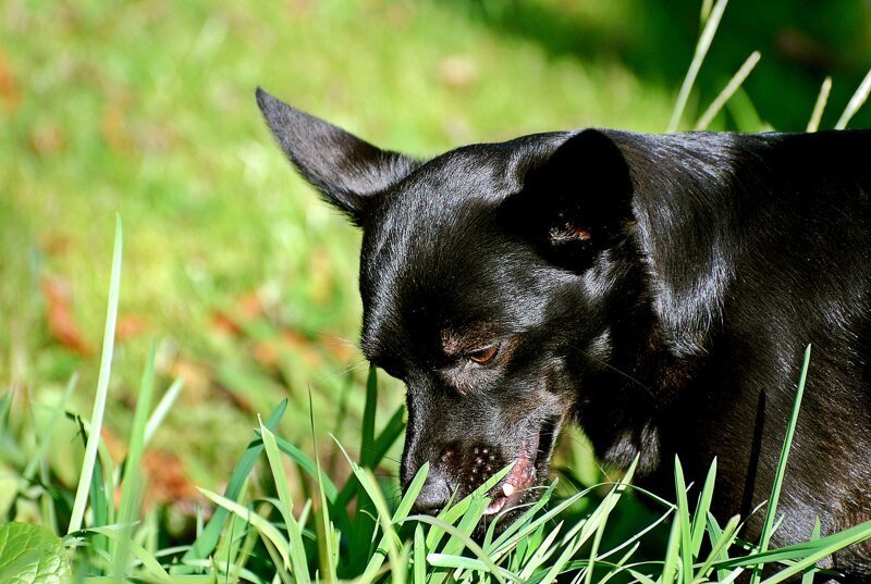 Особенности собачьего пищеварения: зачем организму трава