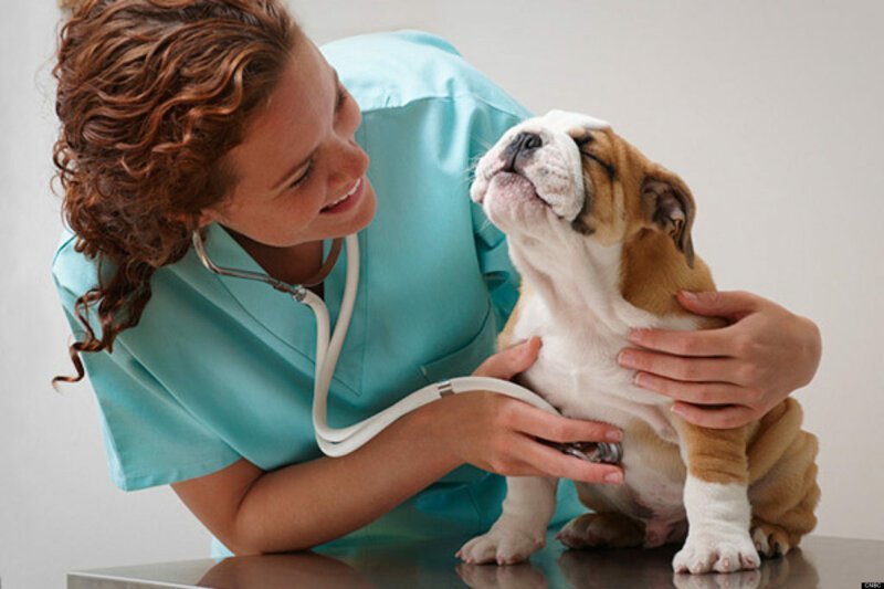Норма и повод для беспокойства: когда следует обращаться к ветеринару