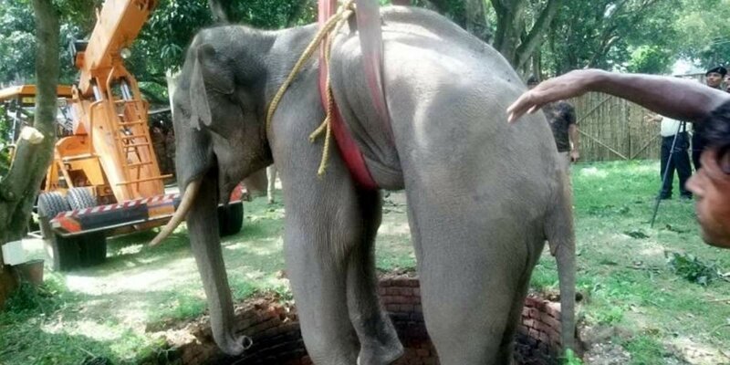 Индийские военные достали слона из колодца