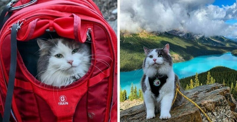 Пушистый кот из Канады гуляет по горам и ведёт Инстаграм*, которому позавидует любой тревел-блогер