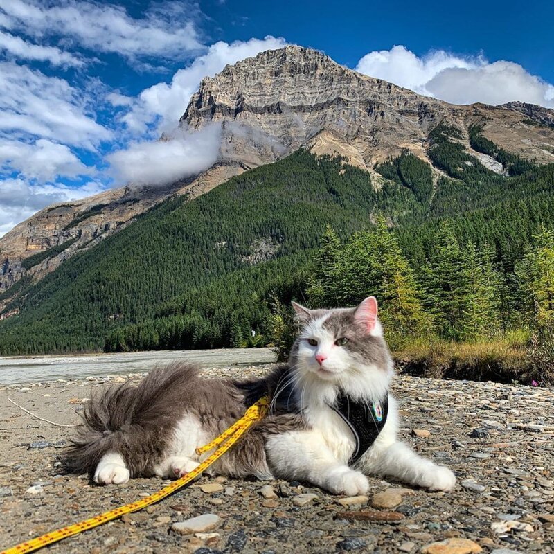 Знакомьтесь, Гэри — кот-путешественник из Канады