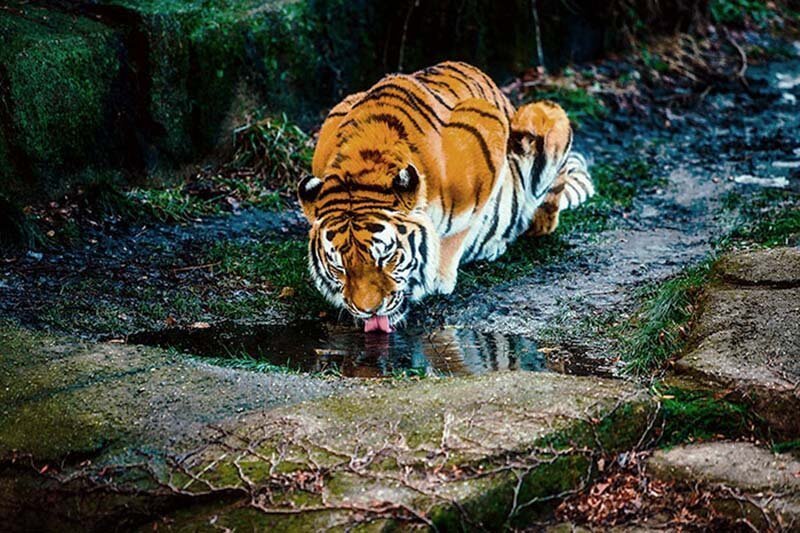 У тигров есть «глаза» на ушах, чтобы запугать хищников