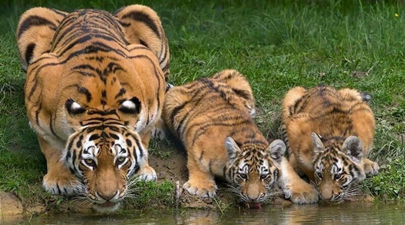 У тигров есть «глаза» на ушах, чтобы запугать хищников