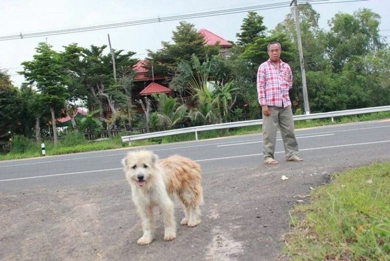 Пёс который ждал своего хозяина на трассе. Встреча хозяев маленьких собак. Пес в Тольятти ждал хозяев. Собака ждала хозяина в аэропорту 2 года.
