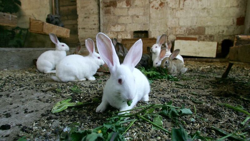 Мифический фейл: веганка угробила 100 крольчат, спасая 16 кроликов