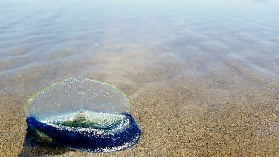 Velella velella. Велелла Парусница. Португальский кораблик медуза. Медуза парусник фото. Парусница гидройды.