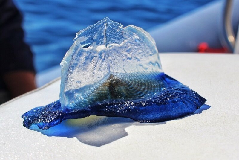 Необычная и единственная в своем роде медуза-парусник