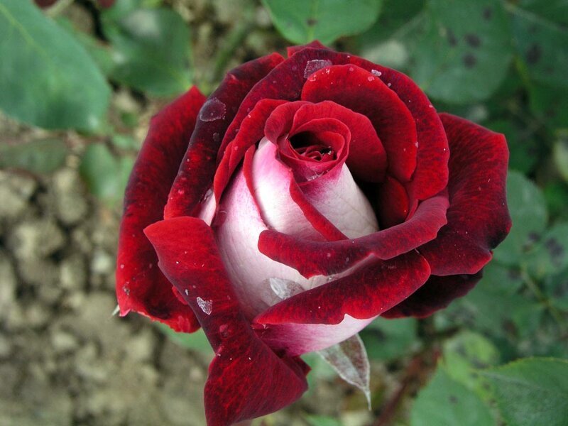 Удивительно красивая роза сорта Osiria