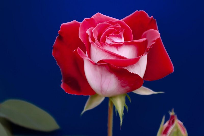 Удивительно красивая роза сорта Osiria