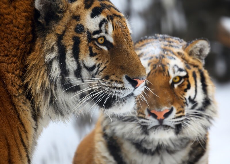 Естественная среда обитания тигров