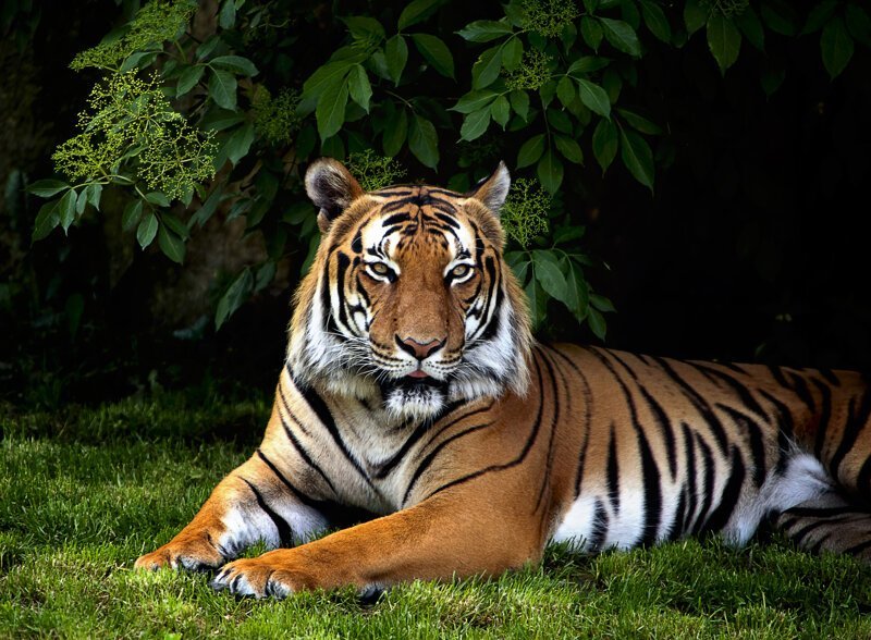 Живут ли в Африке тигры?