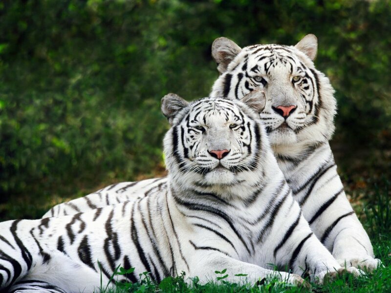 Живут ли в Африке тигры?