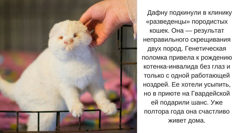 Перед покупкой животных россиян хотят заставить проходить психиатрическое обследование