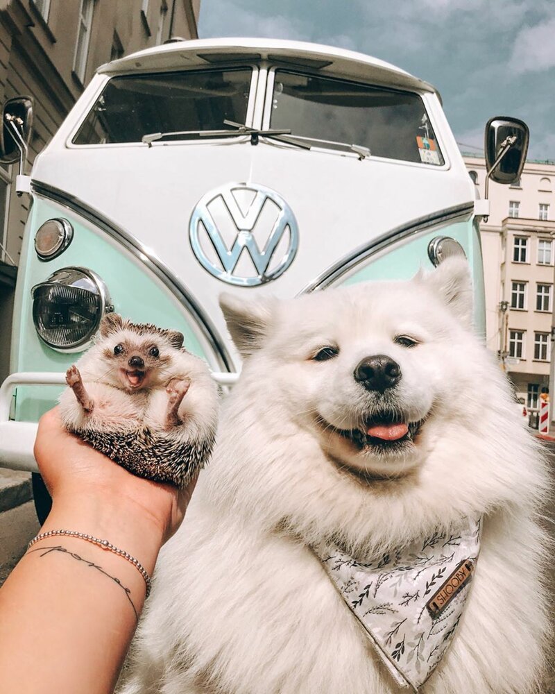 "Самый счастливый ёжик в мире" привлек 1,5 миллиона подписчиков в Instagram*
