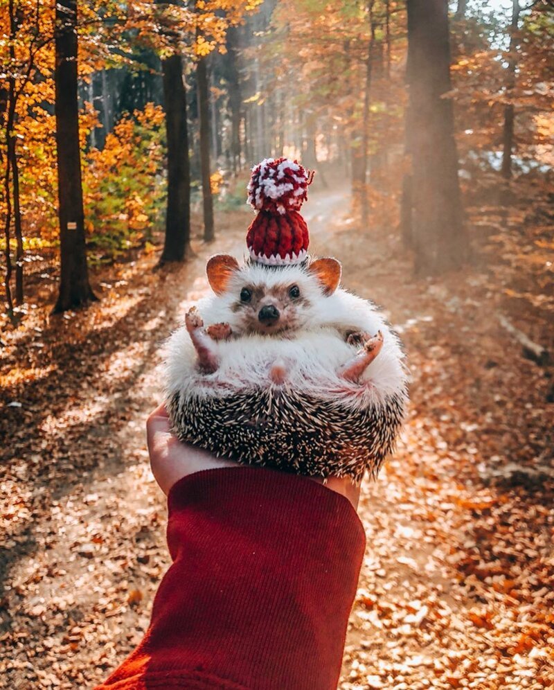 "Самый счастливый ёжик в мире" привлек 1,5 миллиона подписчиков в Instagram*