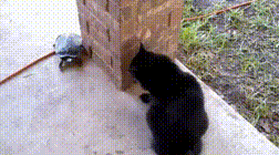 Гифки разные