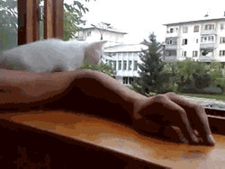 Гифки разные