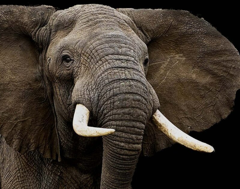 Действительно ли слоны ничего не забывают