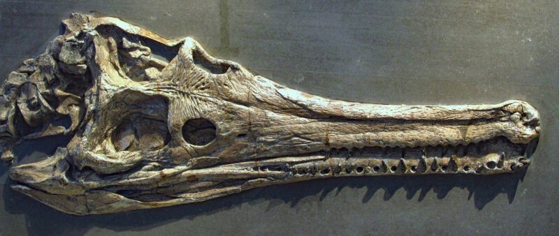 Мистриозавры плавали в теплых морях, соседствуя с другими животными, включая аммонитов и крупных морских рептилий - ихтиозавров