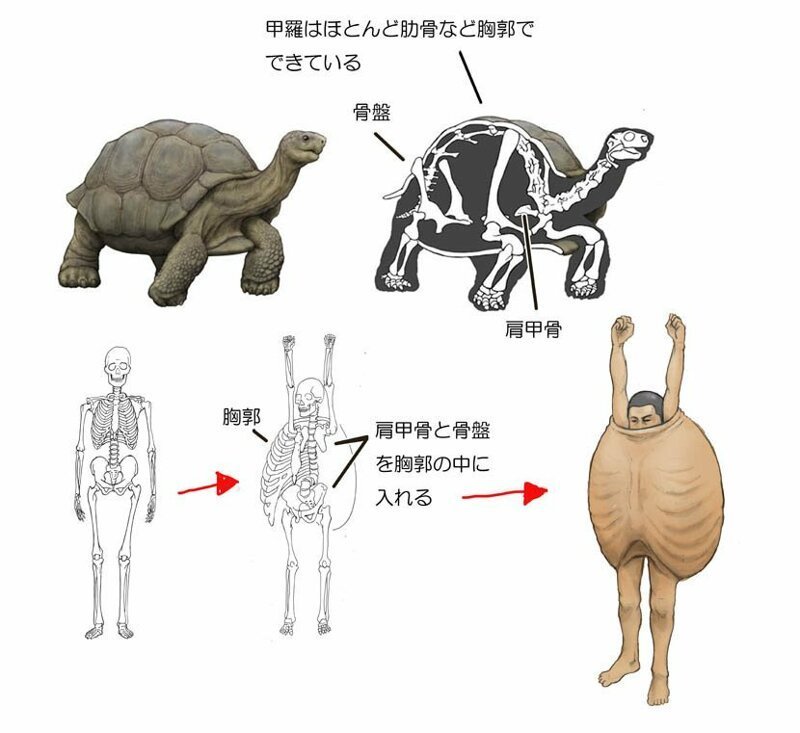 У черепах уникальный скелет, а панцирь частично состоит из рёбер, лопаток и таза. Основываясь на скелете черепахи, как выглядели бы мы? Я нарисовал картинку.
