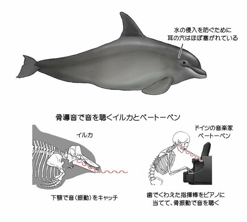 Дельфины в воде воспринимают звуки через вибрацию. Бетховен был глухим, но справлялся с этим, тоже воспринимая вибрации