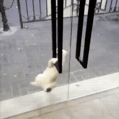 Кошачьи гифки