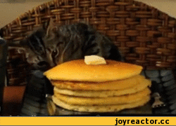 Кошачьи гифки