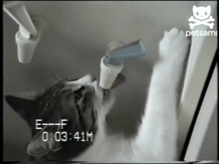 Кошачьи гифки