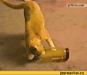 Кошачьи гифки