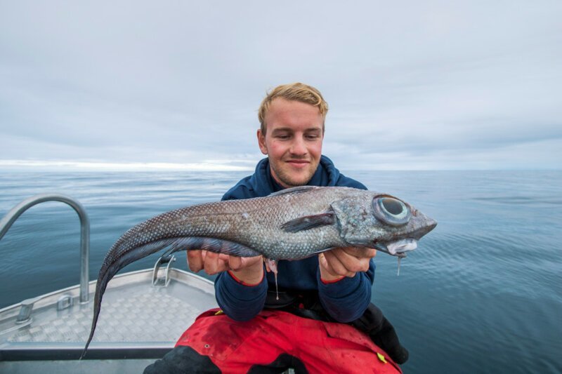 В Норвегии выловили рыбу с аномально большими глазами