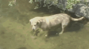 Гифки разные