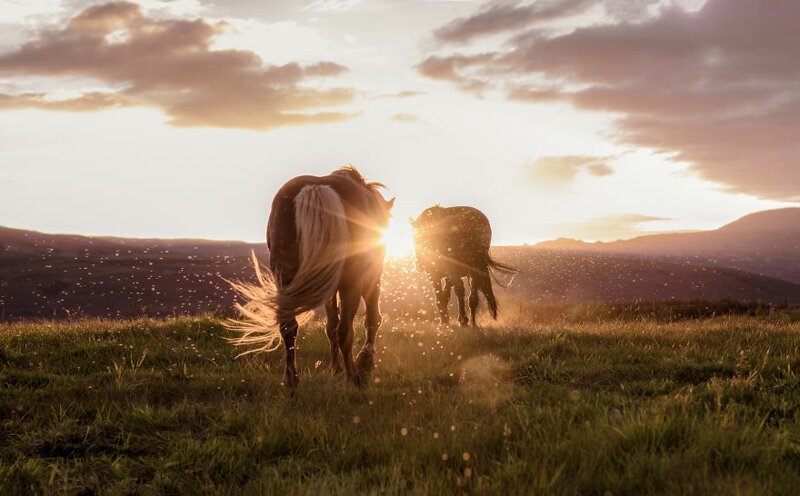 6. Исландские лошади