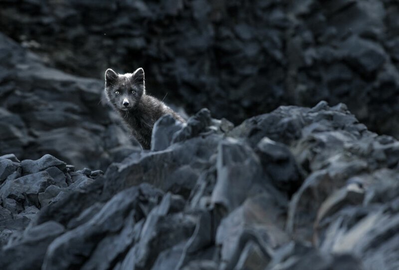1. Полуостров Снайфедльснес (Snæfellsnes). Исландская черная лисица