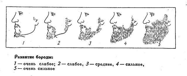 Во сколько лет начинает расти борода у славян